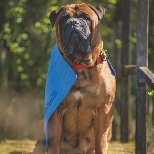 Absorberende Drooghanddoek - Afbeelding 2