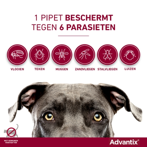 Advantix - Afbeelding 2