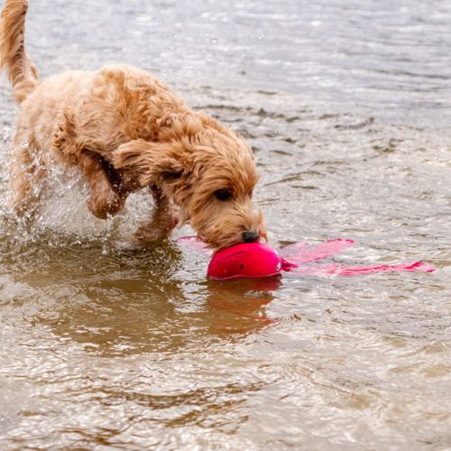 Alien Octo - Afbeelding 4