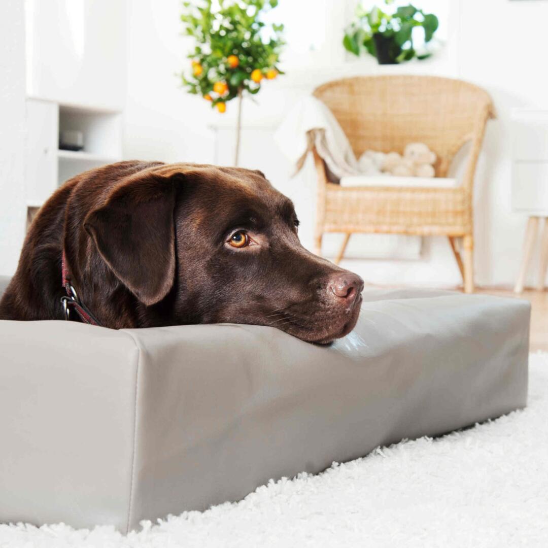 Bia Bed Original - Afbeelding 7