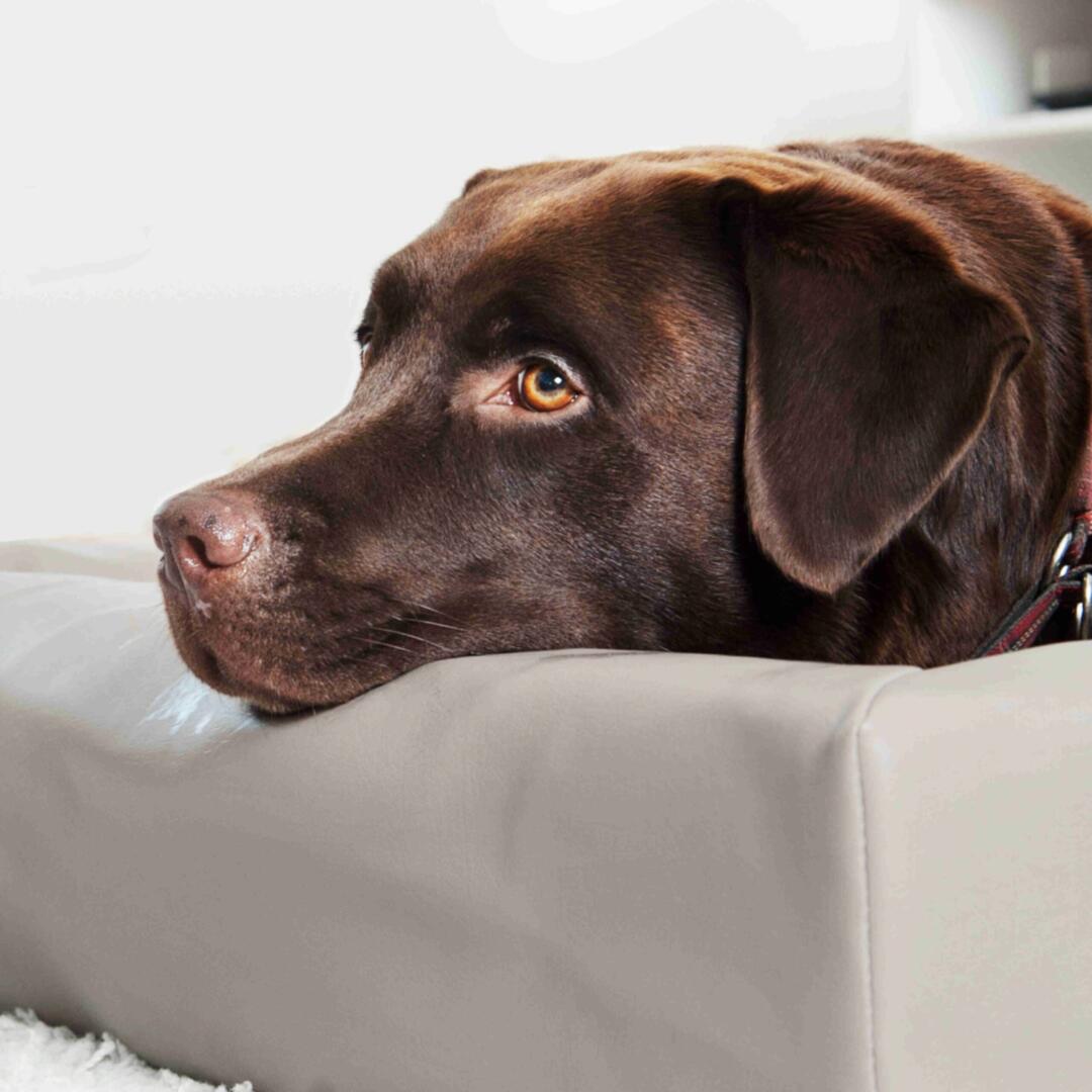 Bia Bed Original - Afbeelding 6