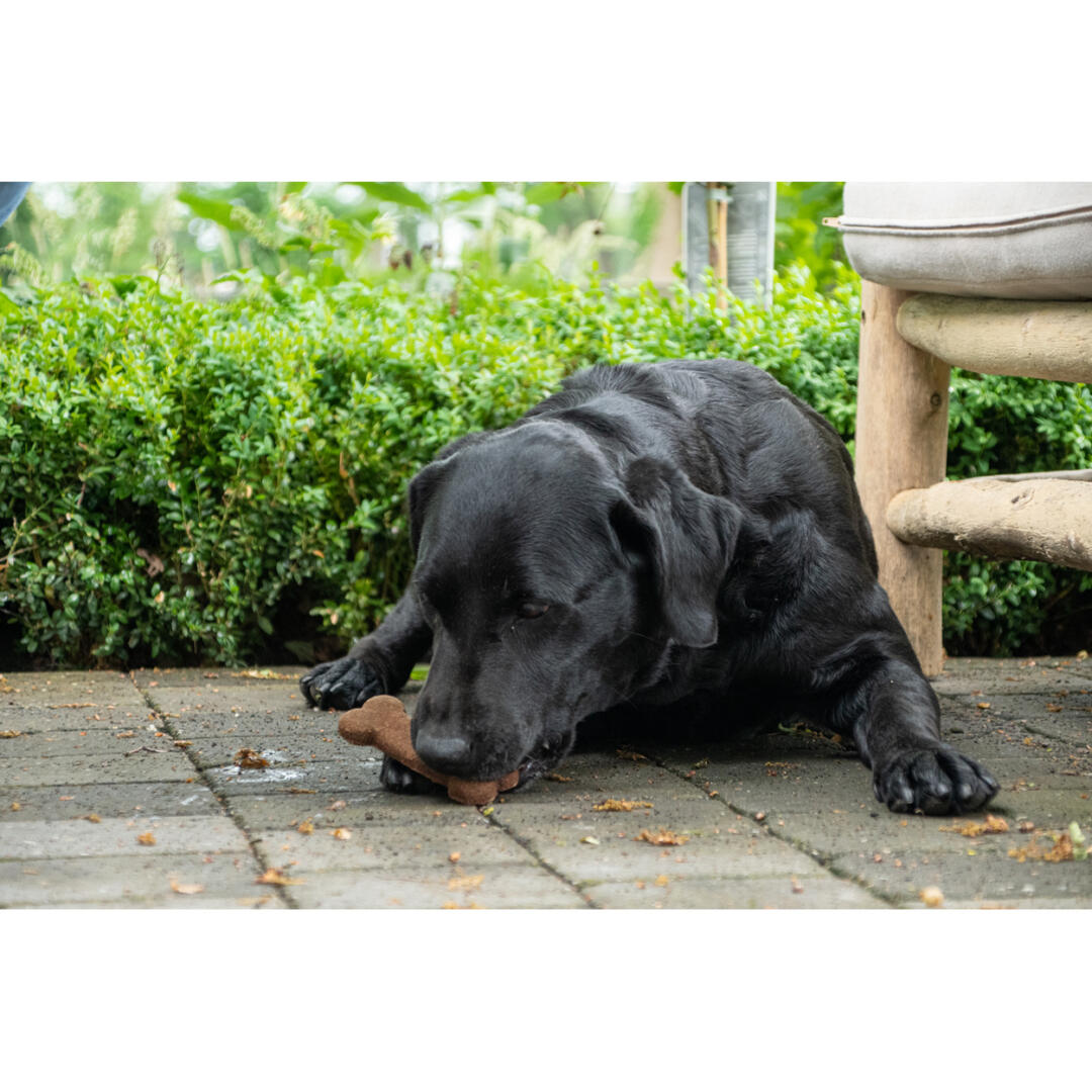 Bugbone - Afbeelding 7