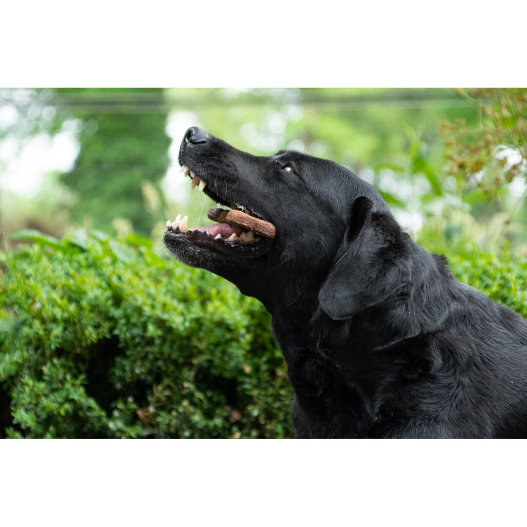 Bugbone - Afbeelding 6