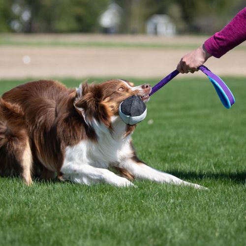 BungeeChewie Ball - Afbeelding 4