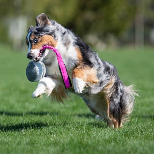 BungeeChewie Ball - Afbeelding 7