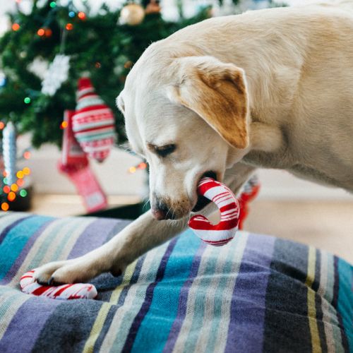 Candy Canes - Afbeelding 5