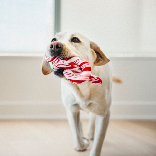 Candy Canes - Afbeelding 4