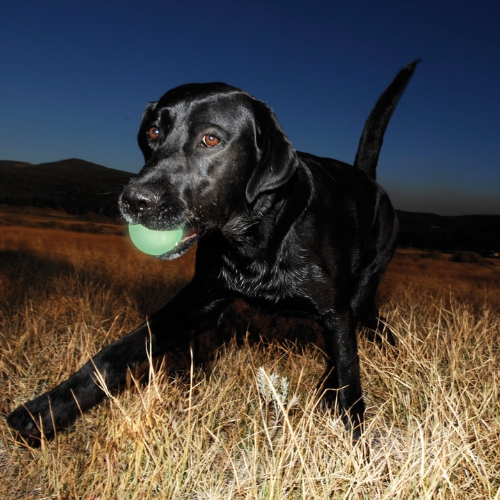 Chuckit! Max Glow - Afbeelding 2