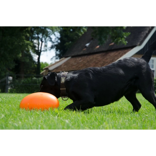 Dog Comets Pan-Stars - Afbeelding 8