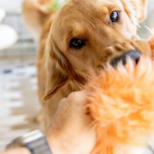 Alternative view of Erik Rowdies