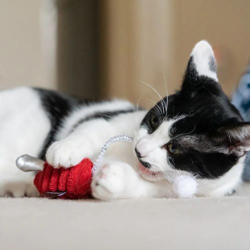 Feline Frenzy Twice As Mice