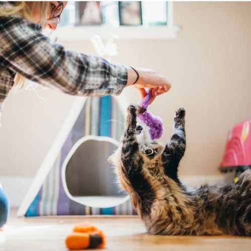 Feline Frenzy Wiggly Wormies