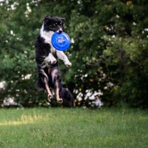 Alternative view of Flying Disc Jawz - Frisbee