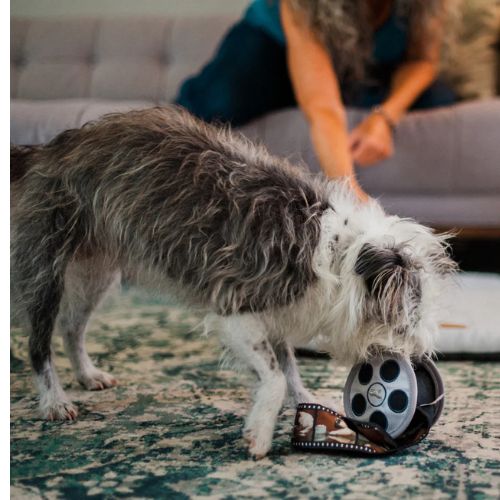 Hollywoof Cinema Momo's Movie Reel - Afbeelding 3