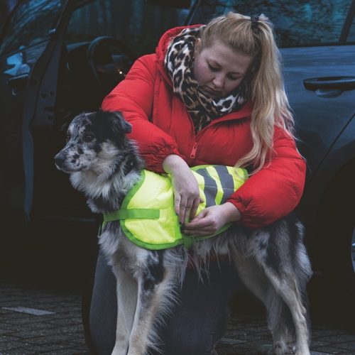 Hondenjas Teddie Reflecterend - Afbeelding 6