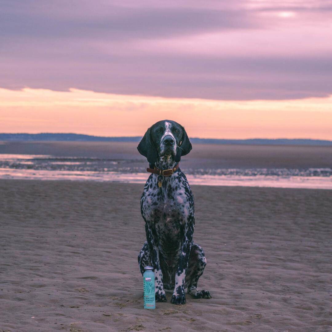 Hondenshampoo Aloë Vera - Afbeelding 4
