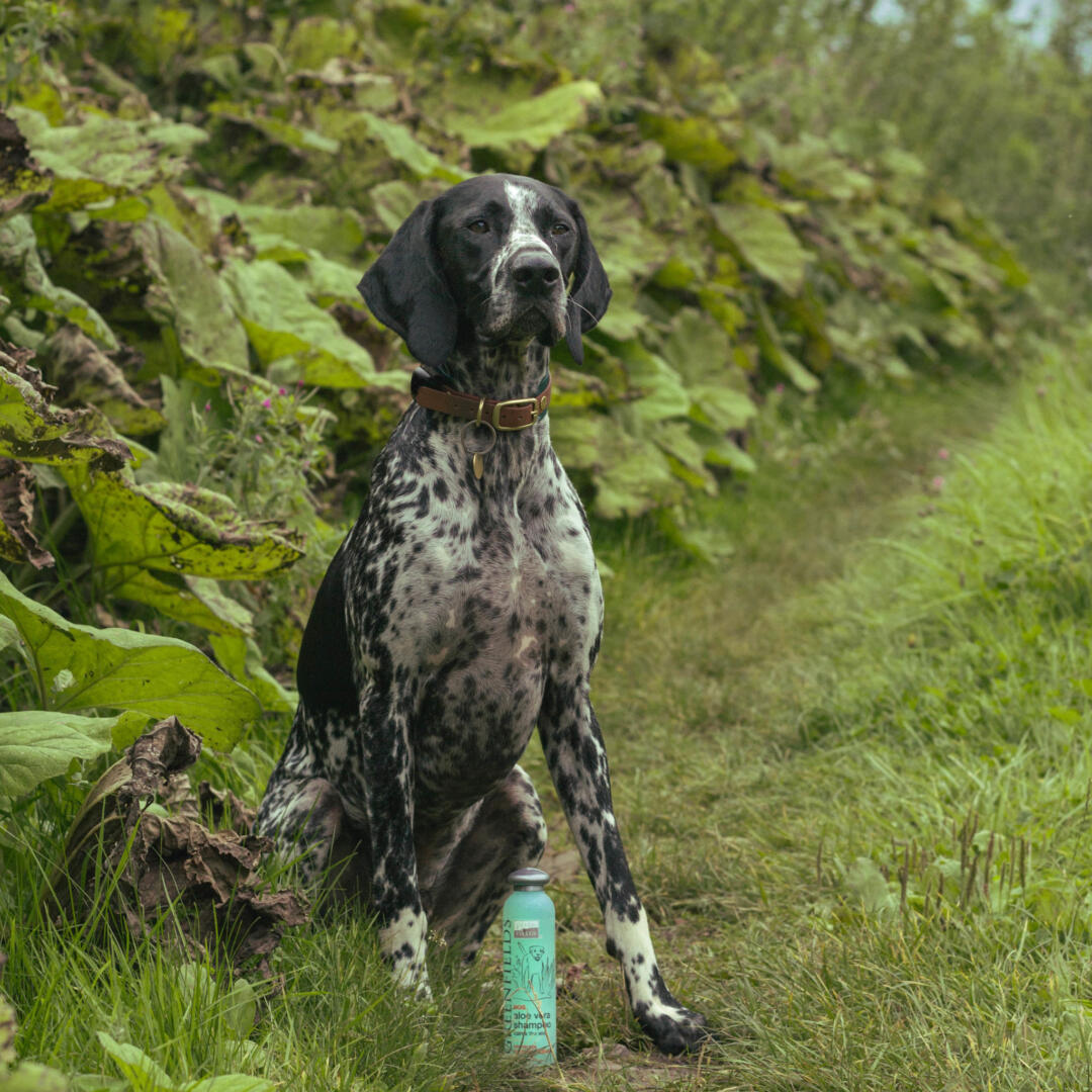 Hondenshampoo Aloë Vera - Afbeelding 5