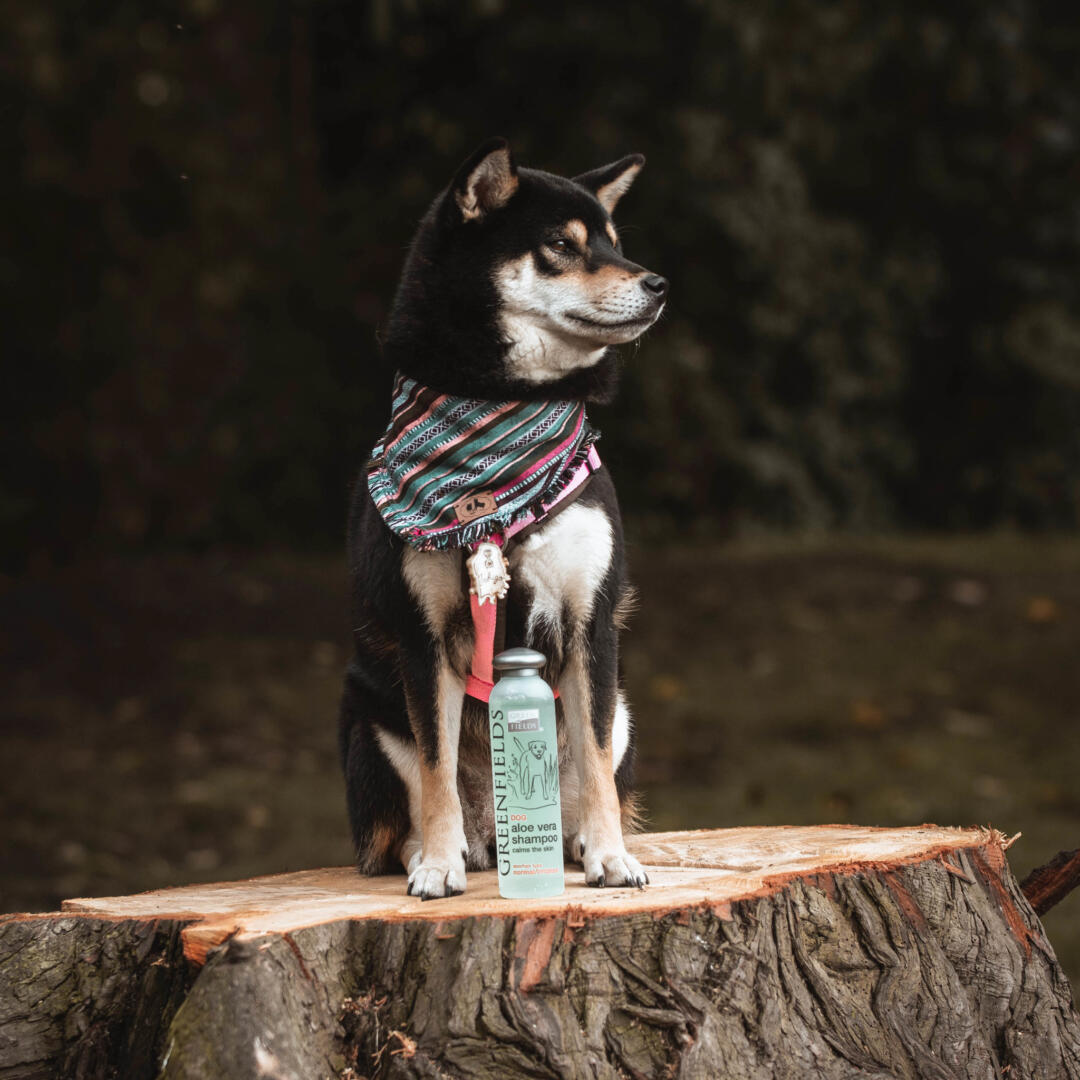 Hondenshampoo Aloë Vera - Afbeelding 2