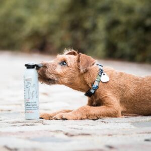 Alternative view of Hondenshampoo Wire Coat