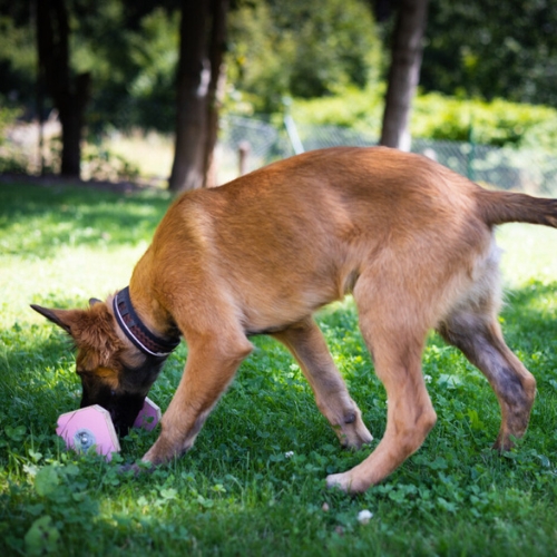 Houten Dumbbell - Afbeelding 14