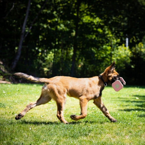 Houten Dumbbell - Afbeelding 15