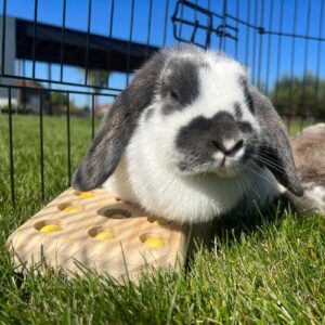 Houten Sniffle `n Snack Puzzle Gus