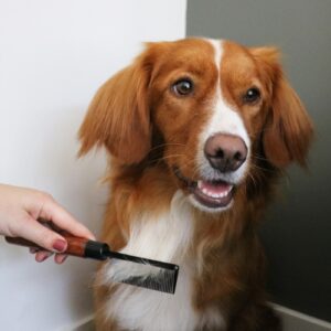 Alternative view of Japandi Ontwarkam