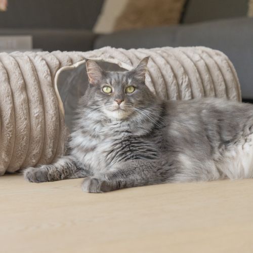 Kattentunnel Reza - Afbeelding 11