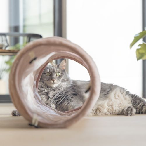 Kattentunnel Reza Roze