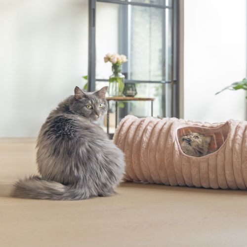 Kattentunnel Reza Roze