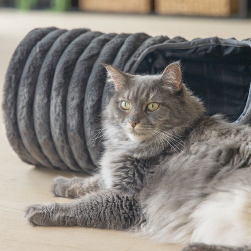 Kattentunnel Reza Antraciet