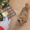 Kerstkoekjes Mix - Afbeelding 4