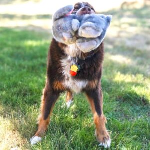 Alternative view of Kong Toughz Bunny