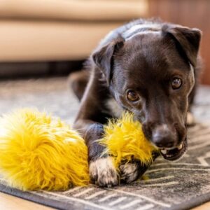 Alternative view of Rowdies Leif