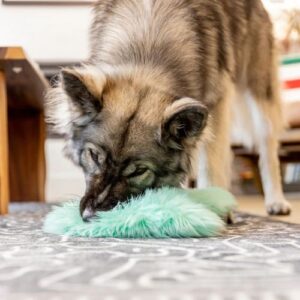 Alternative view of Magnus Rowdies