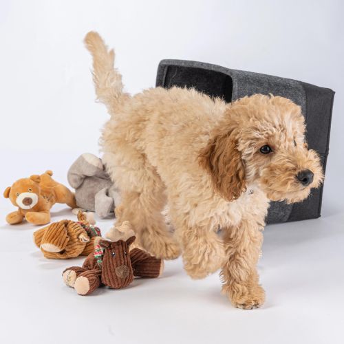 MyDogToys Speelgoedmand - Afbeelding 9