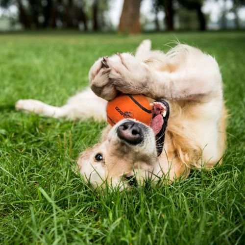 Neutron Star Tennisbal met pieper 3st - Afbeelding 4
