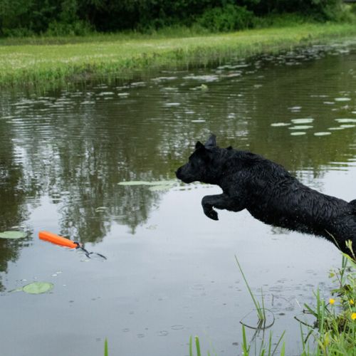 Orion - Afbeelding 5