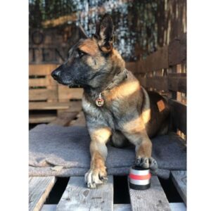 Alternative view of RelaxoPet PRO Touch hond, rust bij onweer en vuurwerk