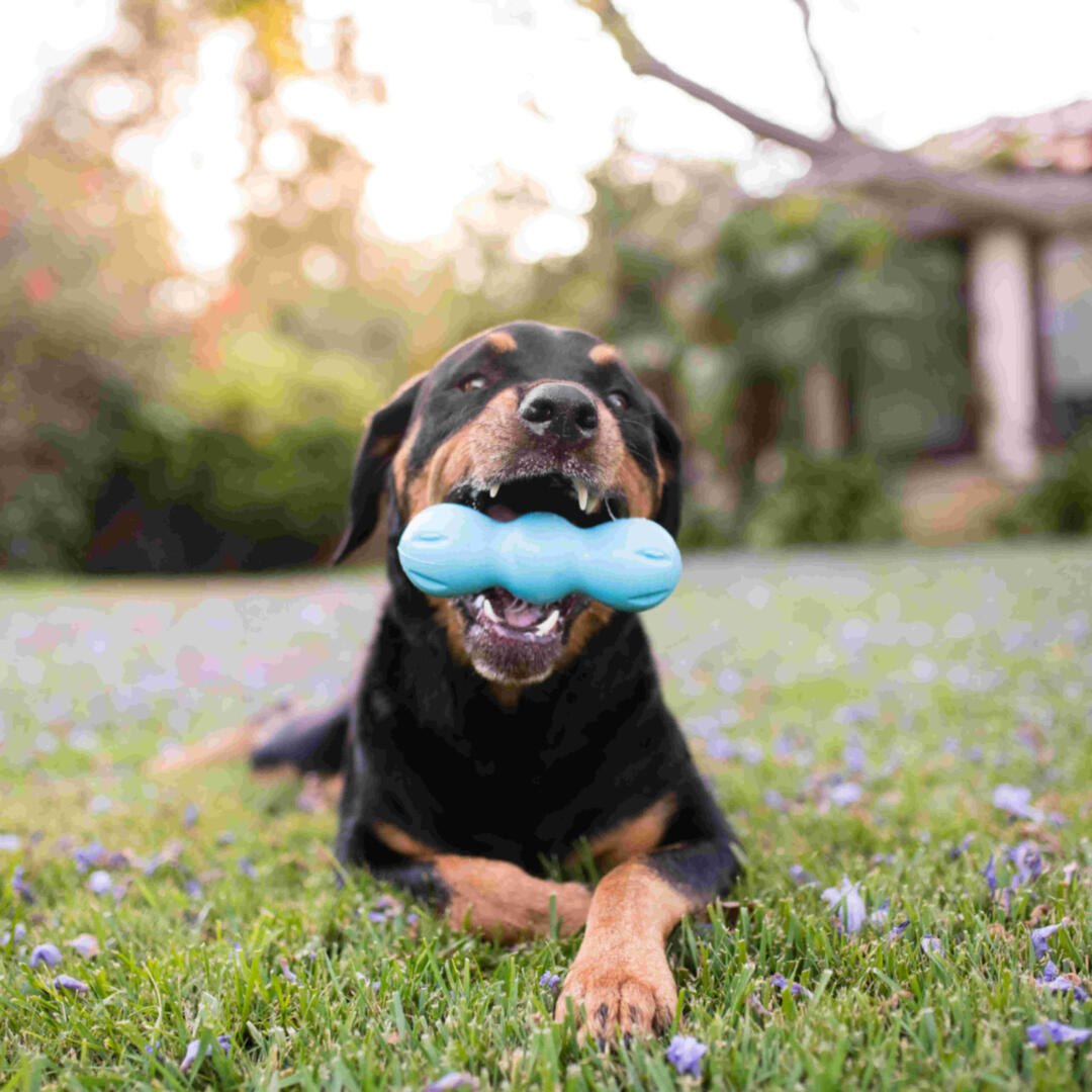 Rumpus - Afbeelding 8