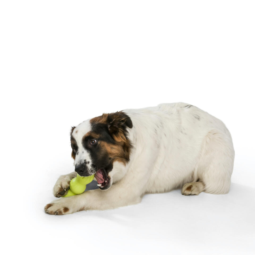 Rumpus - Afbeelding 12