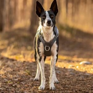 Alternative view of Safeguard Tuig Eco Veiligheidstuig