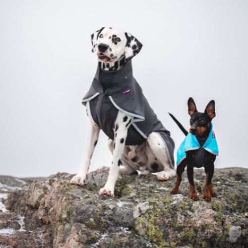 SporttiPomppa - Softshell Jas - Afbeelding 2