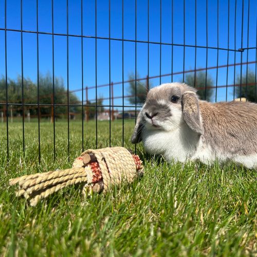 Tros van Waterhyacint & Maïskolf