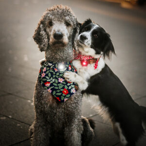 Alternative view of Twin Pack Orbiloc