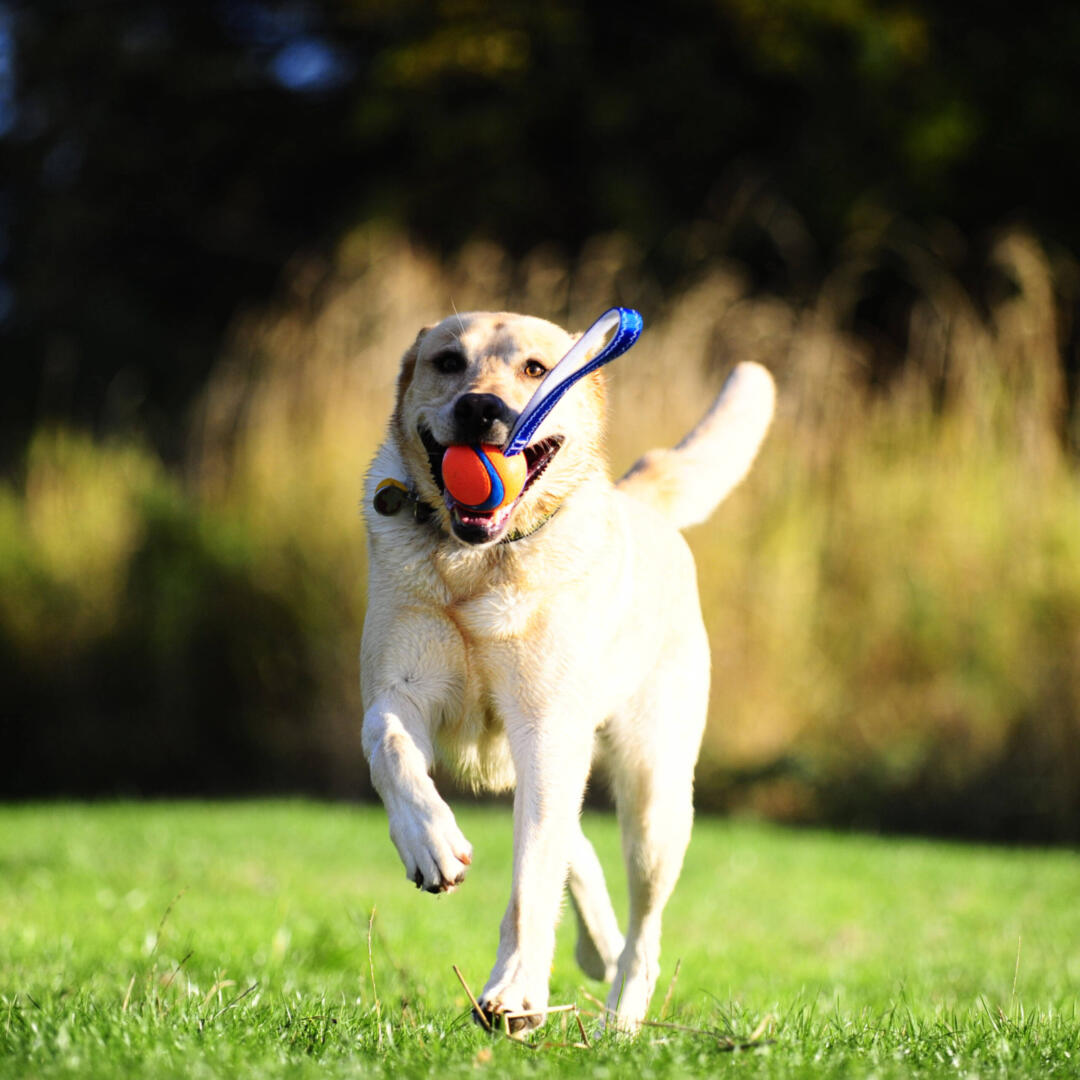 Ultra Tug - Afbeelding 5