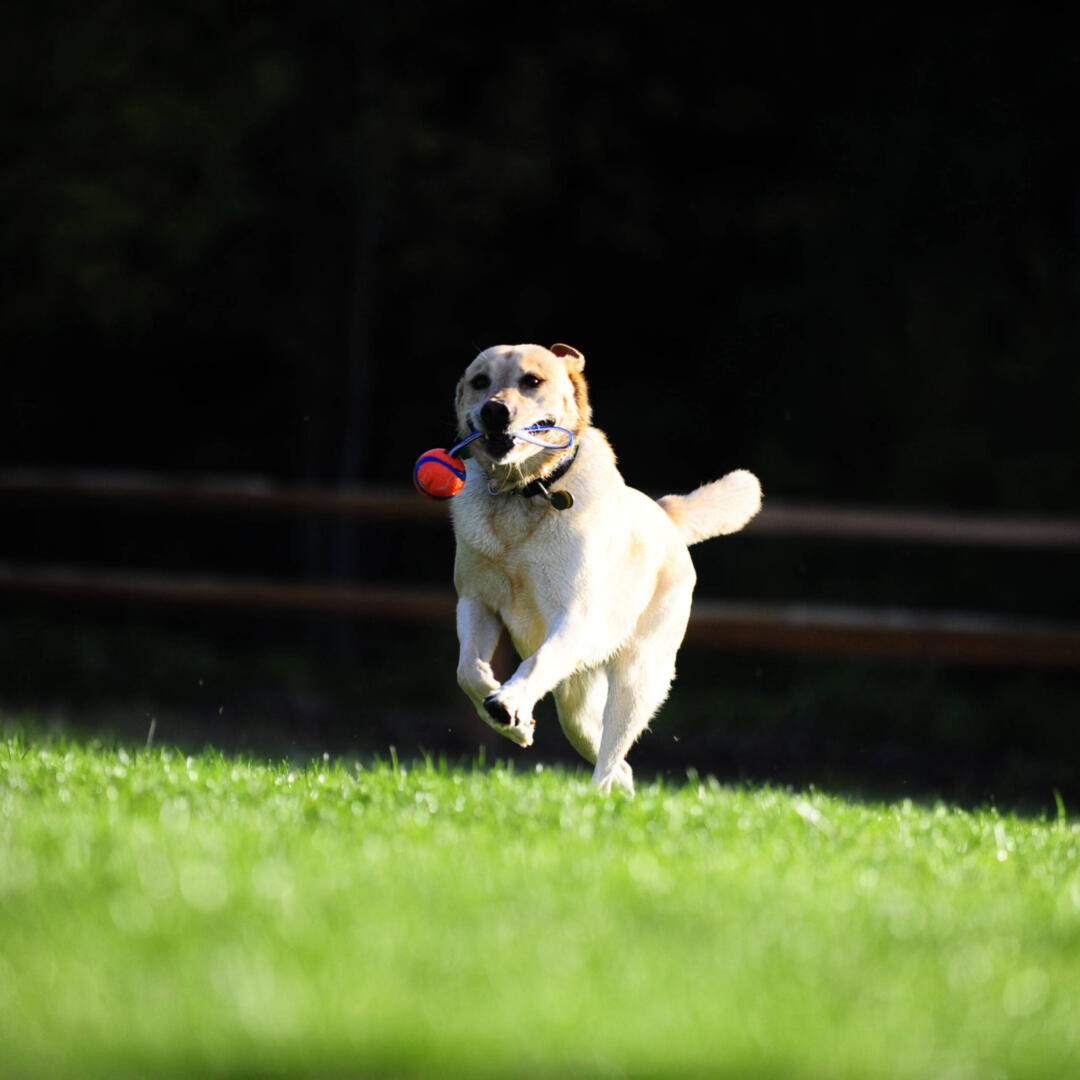 Ultra Tug - Afbeelding 2