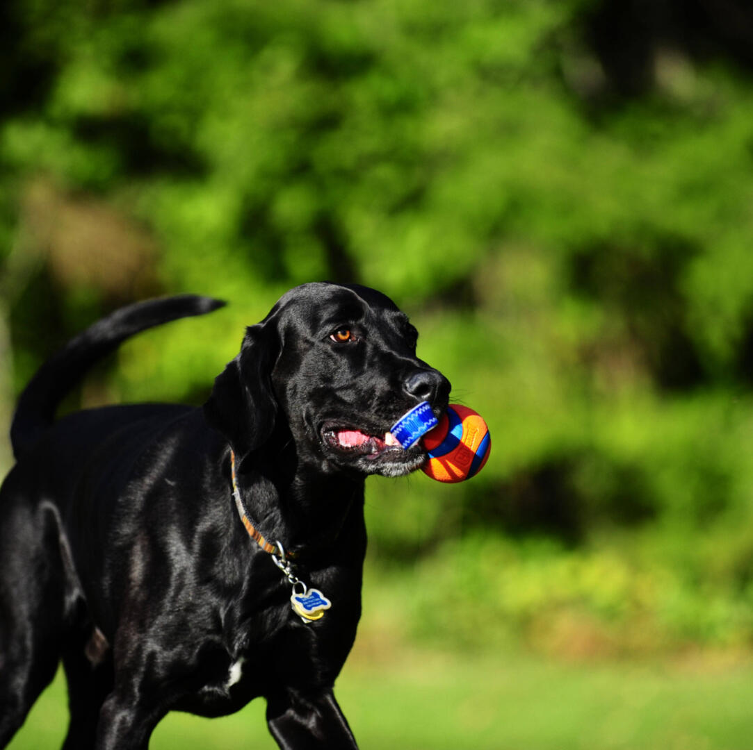 Ultra Tug - Afbeelding 3