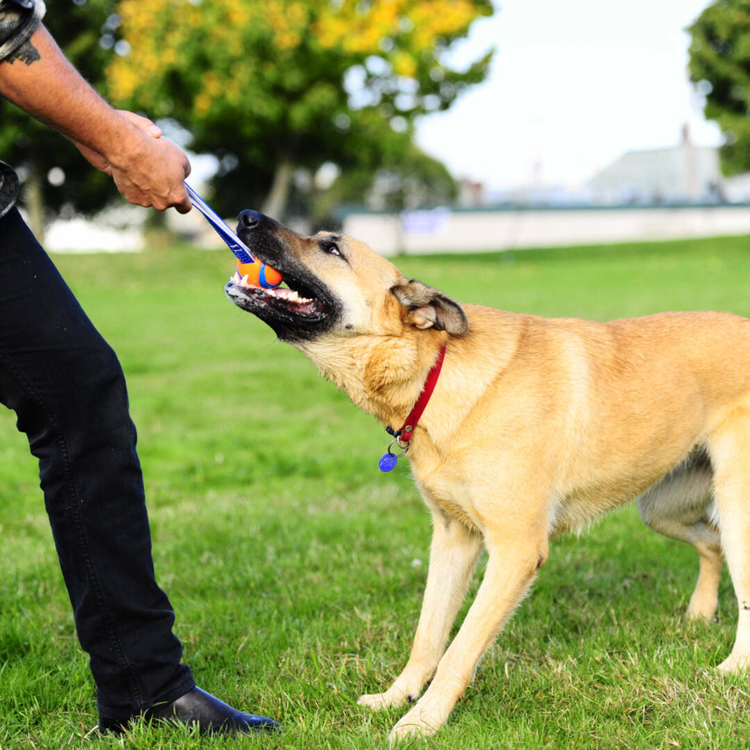 Ultra Tug - Afbeelding 4