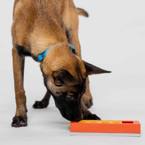 Zhu - Pawzler - Afbeelding 5